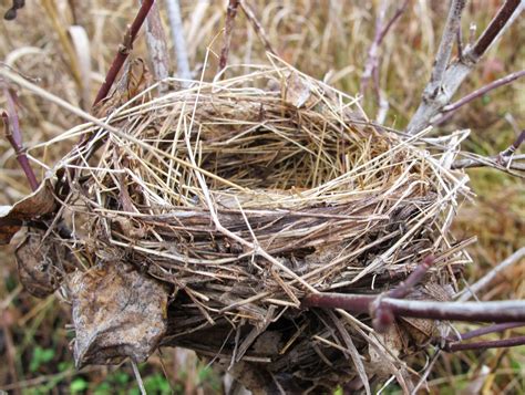 Birds Nest